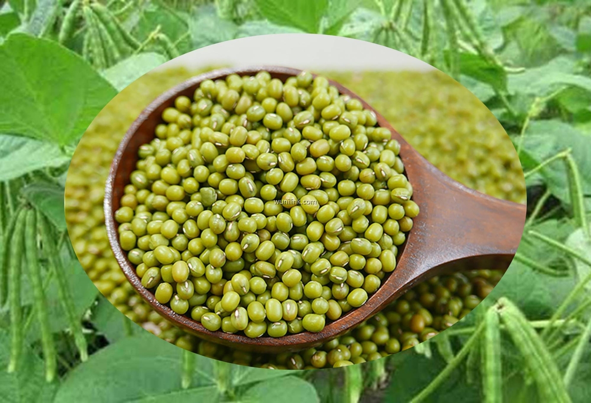 article_image_benefitsofboiledgreenbeanwaterforhealth